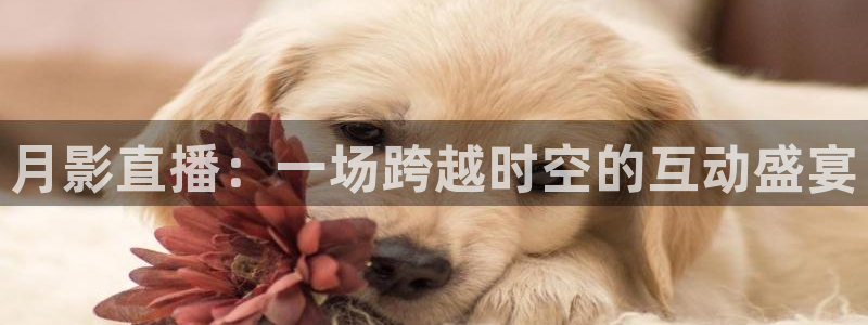 919直播看球 篮球比赛