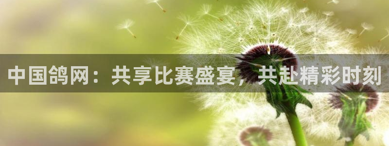 919足球直播间