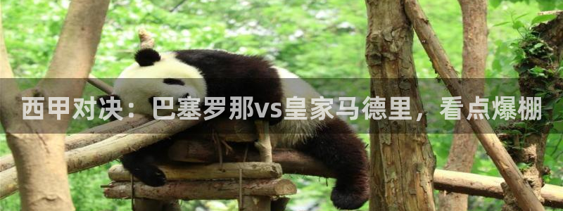 919直播看球app